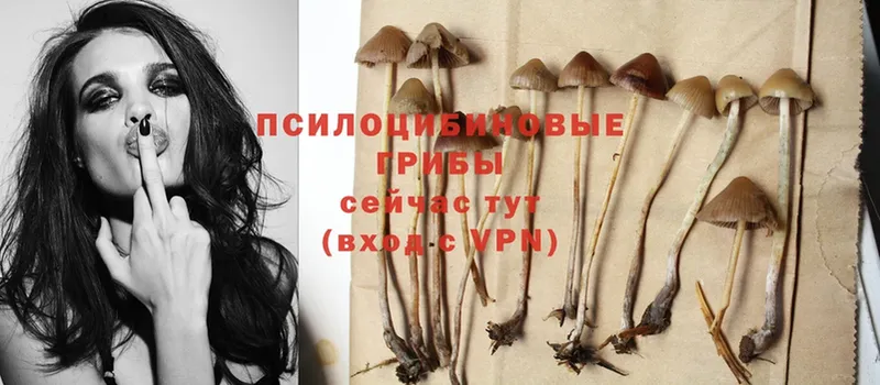 Галлюциногенные грибы Psilocybine cubensis Саратов